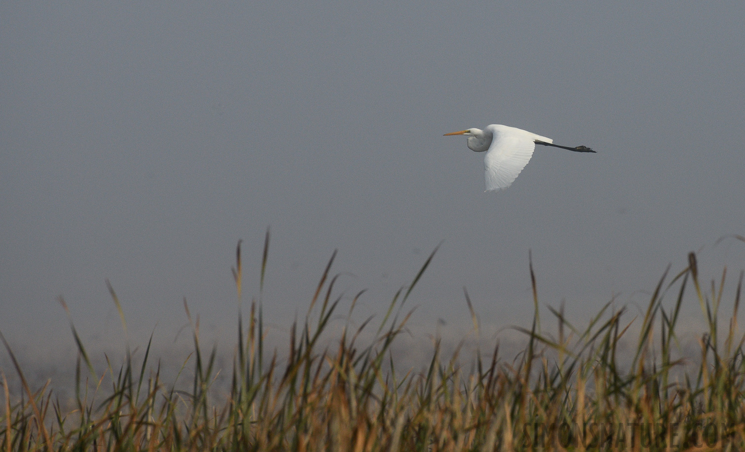 Ardea alba egretta [400 mm, 1/2000 sec at f / 8.0, ISO 800]